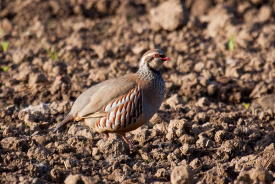 Red-legged-Partridge.jpg