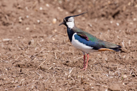 Lapwing.jpg