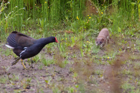 Moorhen and Stoat.jpg