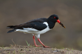 Oystercatcher.jpg