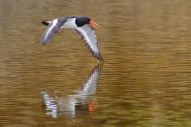 Oystercatcher1.jpg