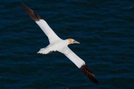 Gannet-1.jpg
