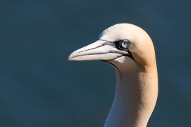 Gannet-2.jpg