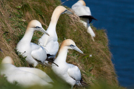 Gannet-3.jpg