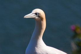 Gannet.jpg
