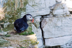 Puffin.jpg