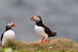 Puffin1.jpg