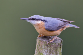 Nuthatch.jpg