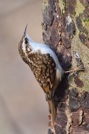 Treecreeper.jpg