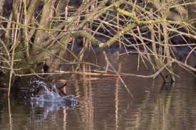 Kingfisher04.gif