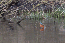 Kingfisher05.gif