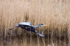 Grey-Heron.jpg