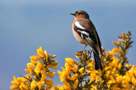 Chaffinch.jpg