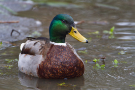 Mallard.jpg