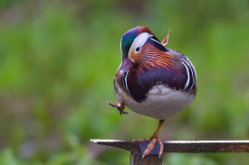 Mandarin Duck.jpg