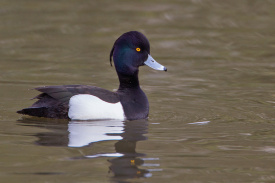 Tufted Duck.jpg