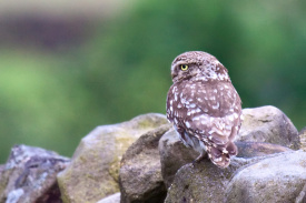 Little-Owl.jpg