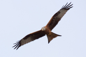Red Kite 1.jpg