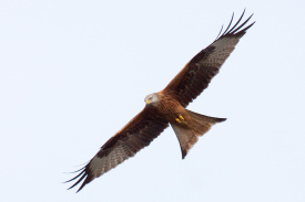 Red Kite 2.jpg
