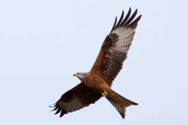 Red Kite.jpg