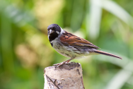 Reed-Bunting.jpg